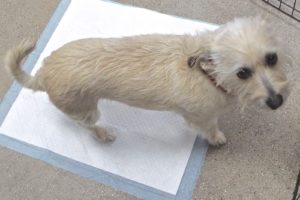 Picture of Odie