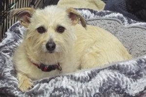 Picture of Odie