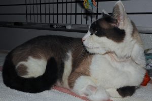 Picture of Patch