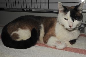 Picture of Patch