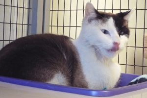 Picture of Patch