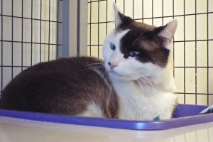 Picture of Patch