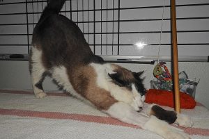 Picture of Patch
