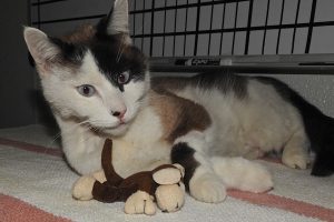 Picture of Patch