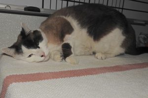 Picture of Patch