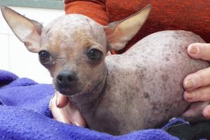 Picture of Pixie