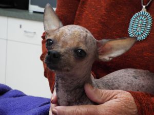 Picture of Pixie