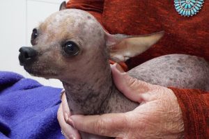 Picture of Pixie