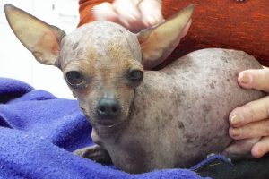 Picture of Pixie