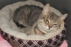 Picture of Pudge