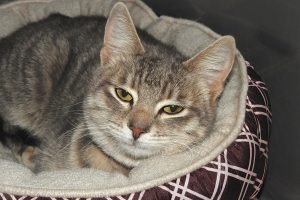 Picture of Pudge