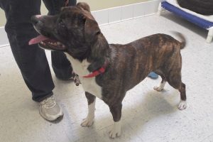 Picture of Ranger