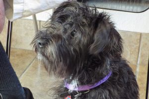 Picture of Riley