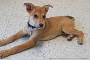 Picture of Sammy