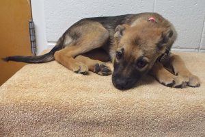 Picture of Sheba