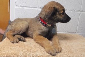 Picture of Shep