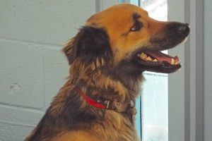 Picture of Shep