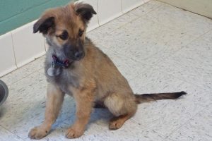 Picture of Shep