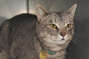 Picture of Silver
