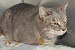 Picture of Silver