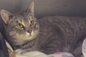 Picture of Silver