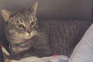 Picture of Silver