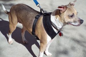 Picture of Sugar