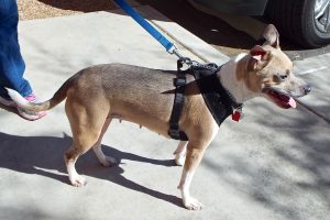 Picture of Sugar
