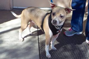 Picture of Sugar