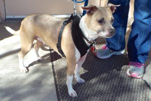 Picture of Sugar