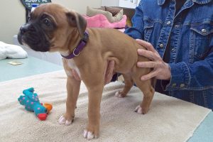 Picture of Taffy