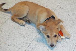 Picture of Toby