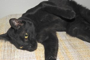 Picture of Toothless