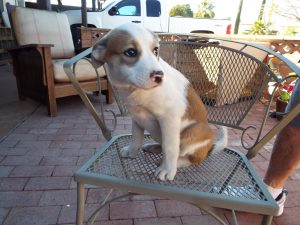 Picture of Bandit