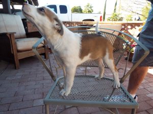 Picture of Bandit