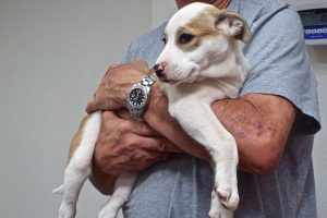 Picture of Bandit