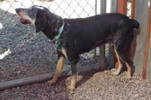 Picture of Bessie