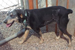 Picture of Bessie