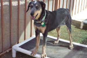 Picture of Bessie