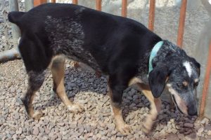 Picture of Bessie