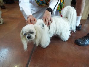 Picture of Blessing of the Animals