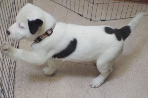 Picture of Bobo