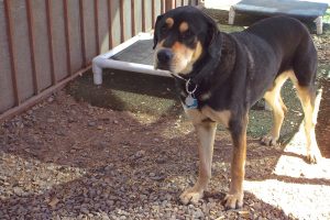 Picture of Buster