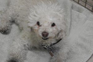 Picture of Cassie