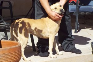 Picture of Fadosa