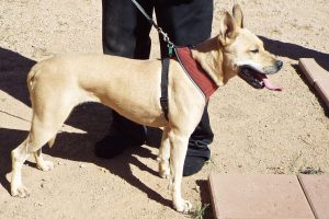 Picture of Fadosa