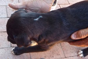 Picture of Flash