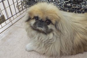 Picture of Ho Chu