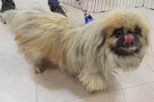 Picture of Ho Chu