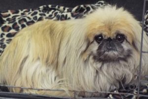 Picture of Ho Chu